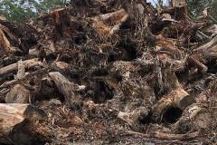 root ball stump disposal
